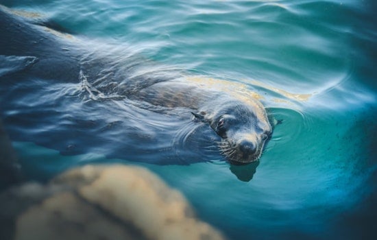 Hawai'i Island Authorities Intensify Outreach to Protect Monk Seal 'Keaka' from Human Interaction