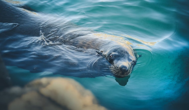 Hawai'i Island Authorities Intensify Outreach to Protect Monk Seal 'Keaka' from Human Interaction