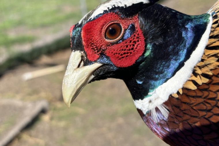 Hawaii Hunters Enlisted for Game Bird Dietary Study During Hunting Season on Hawaiʻi Island
