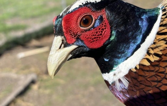 Hawaii Hunters Enlisted for Game Bird Dietary Study During Hunting Season on Hawaiʻi Island