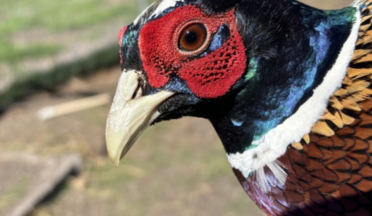 Hawaii Hunters Enlisted for Game Bird Dietary Study During Hunting Season on Hawaiʻi Island