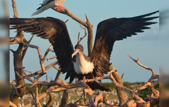 Hawaiian Electric Commits $480K Annually to Protect Endangered Maui and Lanai Seabirds