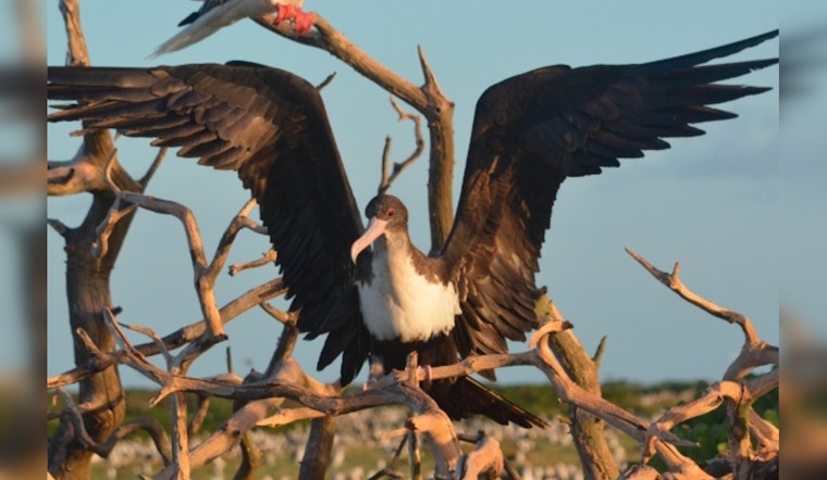 Hawaiian Electric Commits $480K Annually to Protect Endangered Maui and Lanai Seabirds