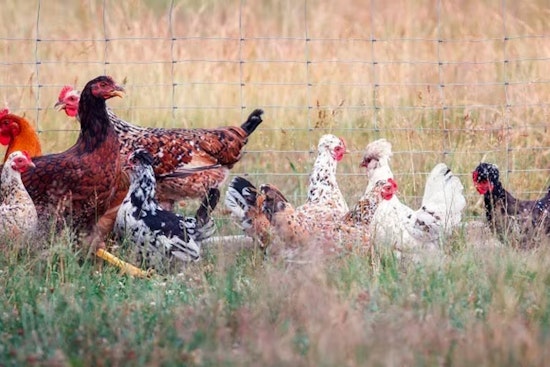 Health Officials Issue H5N1 Bird Flu Alert for Mililani Pet Fair Attendees in Oahu