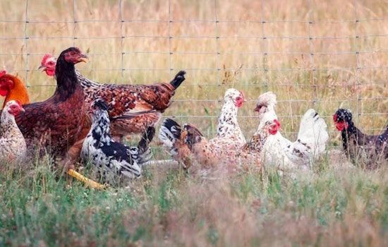 Health Officials Issue H5N1 Bird Flu Alert for Mililani Pet Fair Attendees in Oahu