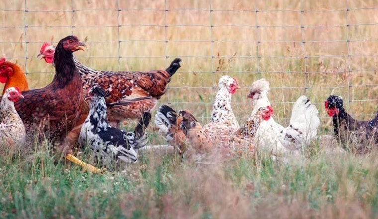 Health Officials Issue H5N1 Bird Flu Alert for Mililani Pet Fair Attendees in Oahu