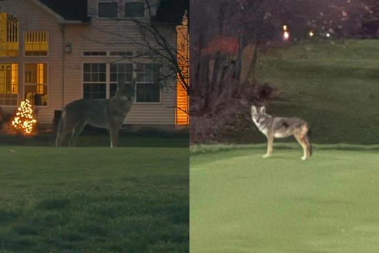 Highland Heights Police Warn of Bold Coyote Near StoneWater Golf Course, Urge Vigilance and Safety Measures