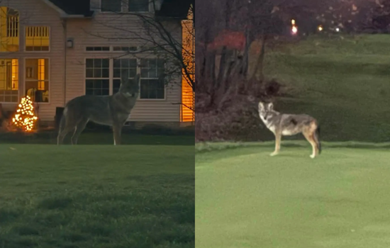 Highland Heights Police Warn of Bold Coyote Near StoneWater Golf Course, Urge Vigilance and Safety Measures
