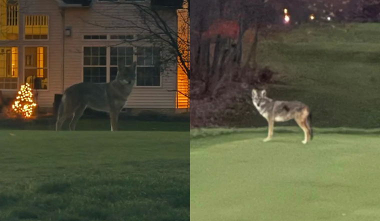 Highland Heights Police Warn of Bold Coyote Near StoneWater Golf Course, Urge Vigilance and Safety Measures