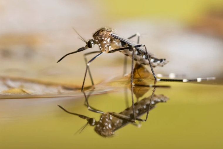 Hillsborough County Launches Nighttime Aerial Mosquito Control Following Hurricane Milton
