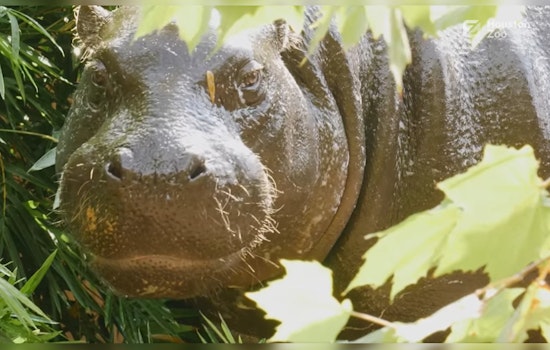Houston Zoo Welcomes Akobi, Charismatic New Pygmy Hippo to Enhance Species Survival Program