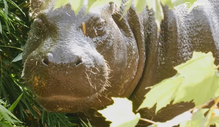 Houston Zoo Welcomes Akobi, Charismatic New Pygmy Hippo to Enhance Species Survival Program