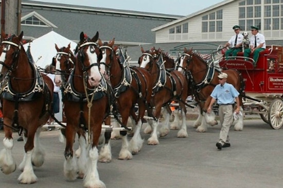 Iconic Budweiser Clydesdales Set to Charm East Tennessee with Several Appearances This November