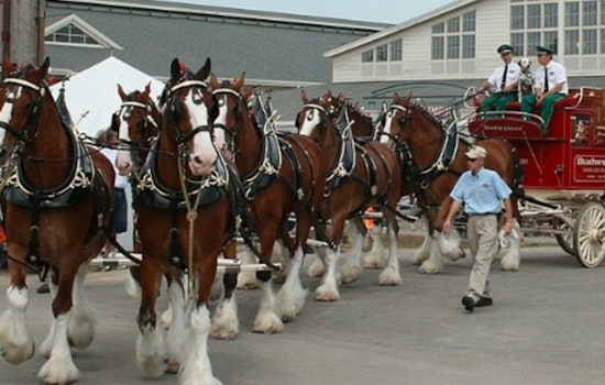 Iconic Budweiser Clydesdales Set to Charm East Tennessee with Several Appearances This November