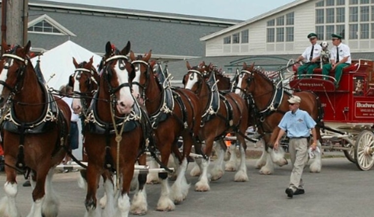 Iconic Budweiser Clydesdales Set to Charm East Tennessee with Several Appearances This November