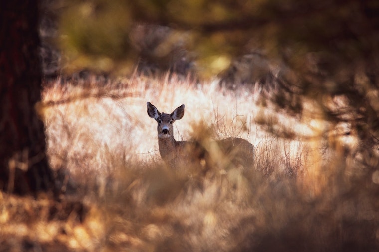 Illinois Hunters Kick Off Firearm Deer Season with Increased Harvest Counts