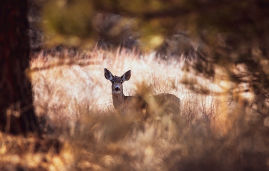 Illinois Hunters Kick Off Firearm Deer Season with Increased Harvest Counts