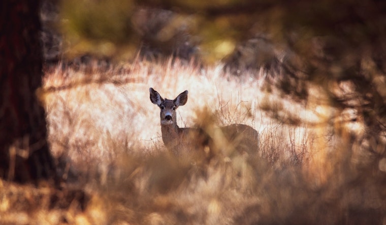 Illinois Hunters Kick Off Firearm Deer Season with Increased Harvest Counts
