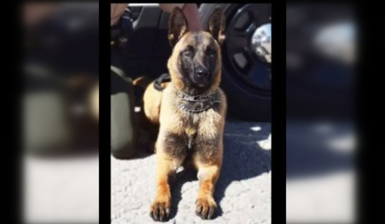 Illinois State Police Honor K-9 Riggs' Legacy After Sudden Passing Due to Cardiac Event