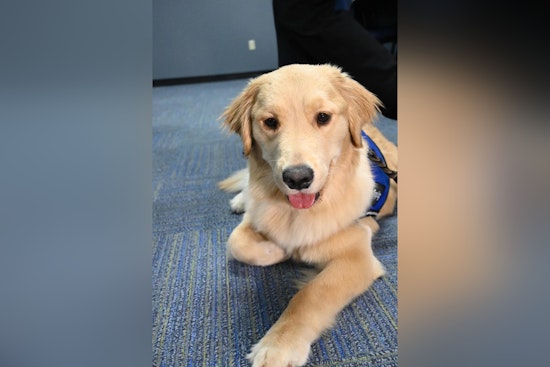 IMPD Welcomes New Therapy Dog Officer Grace Luna to Aid Victim Assistance Unit