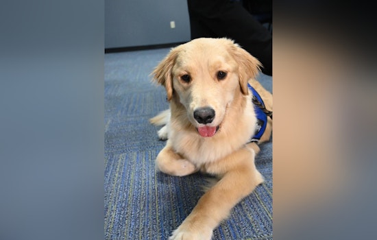 IMPD Welcomes New Therapy Dog Officer Grace Luna to Aid Victim Assistance Unit