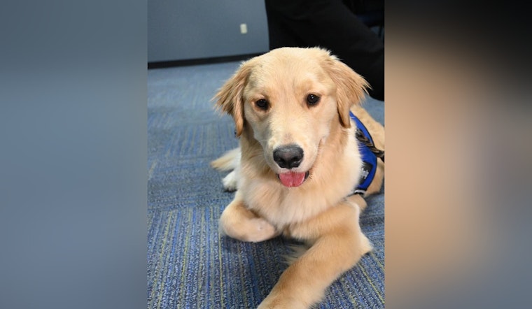 IMPD Welcomes New Therapy Dog Officer Grace Luna to Aid Victim Assistance Unit