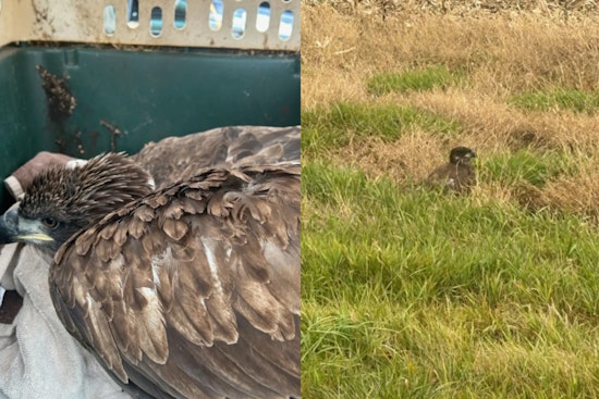 Injured Bald Eagle Rescued in Van Buren County, Michigan DNR Aids Recovery