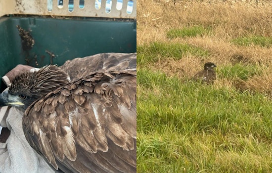 Injured Bald Eagle Rescued in Van Buren County, Michigan DNR Aids Recovery