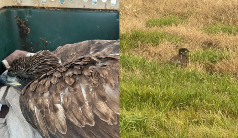 Injured Bald Eagle Rescued in Van Buren County, Michigan DNR Aids Recovery