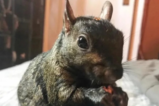 Internet-Famous Squirrel Peanut and Companion Raccoon Euthanized Despite Negative Rabies Results in Chemung County