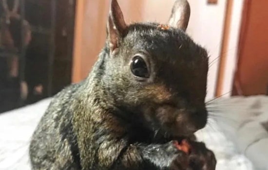 Internet-Famous Squirrel Peanut and Companion Raccoon Euthanized Despite Negative Rabies Results in Chemung County
