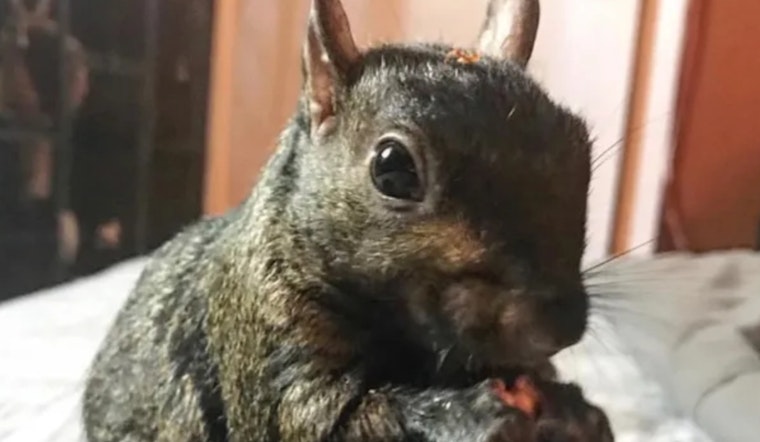 Internet-Famous Squirrel Peanut and Companion Raccoon Euthanized Despite Negative Rabies Results in Chemung County
