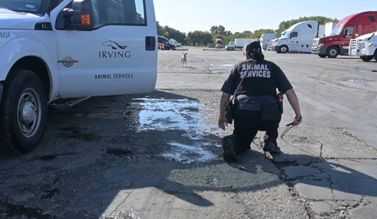 VIDEO: Irving Police Department Invites Community to Pursue Animal Service Officer Roles During National Animal Shelter Appreciation Week