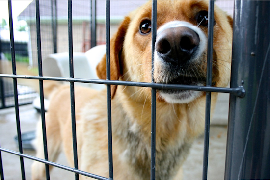 Join Dallas Animal Services' "Moonlight Muttness" Adoption Event to Alleviate Shelter Overcrowding