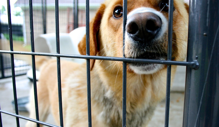 Join Dallas Animal Services' "Moonlight Muttness" Adoption Event to Alleviate Shelter Overcrowding