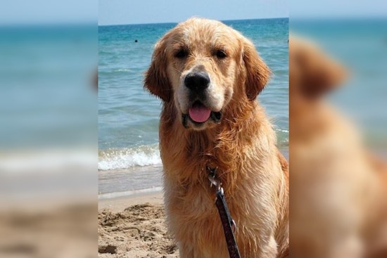 Jupiter's Annual Golden Jubilee Galvanizes Support for Canine Cancer Research on Jupiter Dog Beach