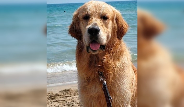 Jupiter's Annual Golden Jubilee Galvanizes Support for Canine Cancer Research on Jupiter Dog Beach