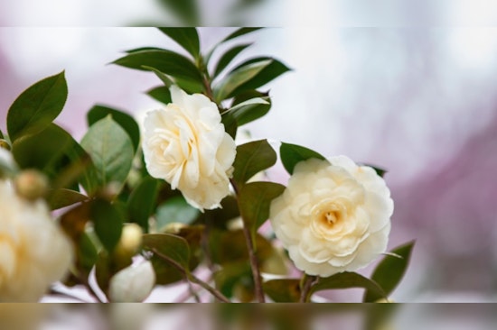 Kennesaw's Smith-Gilbert Gardens Closing for Enhancements, Reopening Spring 2025