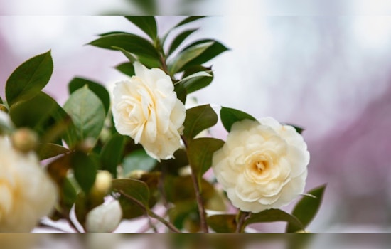 Kennesaw's Smith-Gilbert Gardens Closing for Enhancements, Reopening Spring 2025