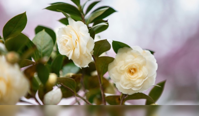 Kennesaw's Smith-Gilbert Gardens Closing for Enhancements, Reopening Spring 2025