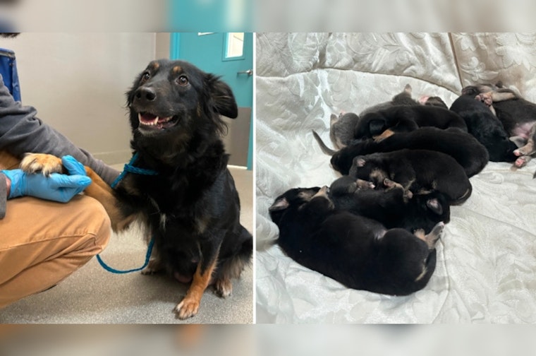 Las Vegas Community Outraged After Eight Newborn Puppies Rescued From Dumpster Suspect in Custody