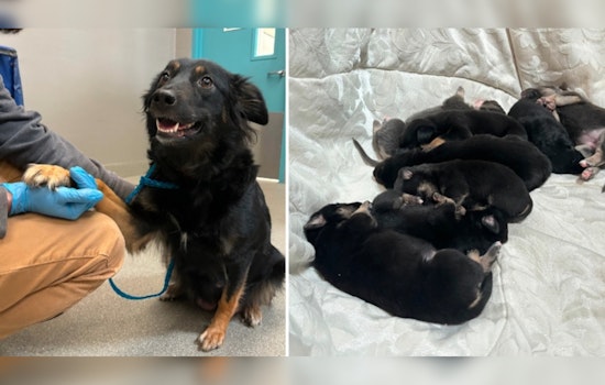 Las Vegas Community Outraged After Eight Newborn Puppies Rescued From Dumpster Suspect in Custody