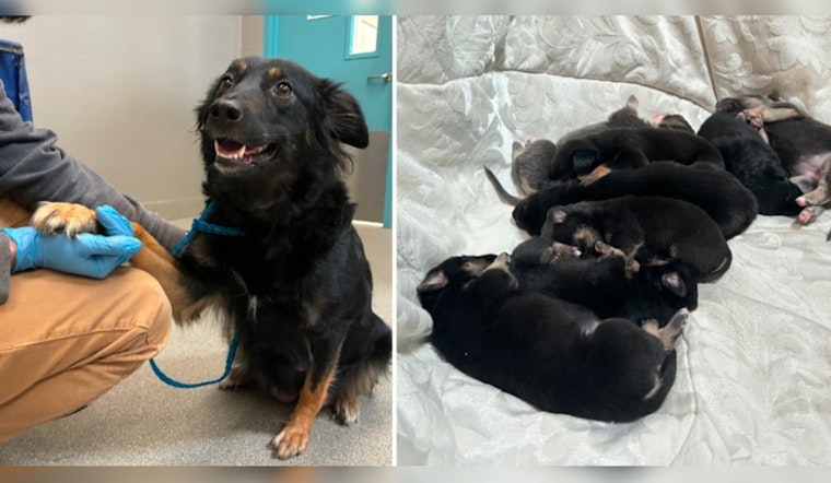 Las Vegas Community Outraged After Eight Newborn Puppies Rescued From Dumpster Suspect in Custody
