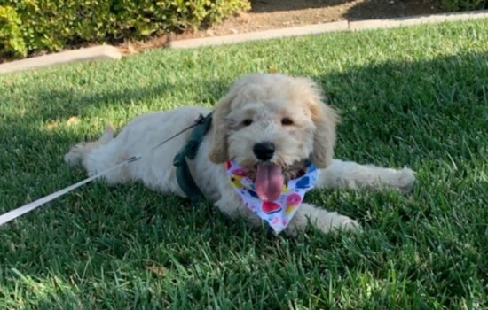 Las Vegas Officer Adopts Puppy He Rescued From Sweltering 112-Degree Car