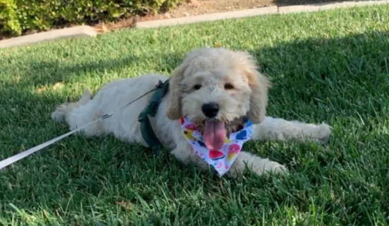 Las Vegas Officer Adopts Puppy He Rescued From Sweltering 112-Degree Car