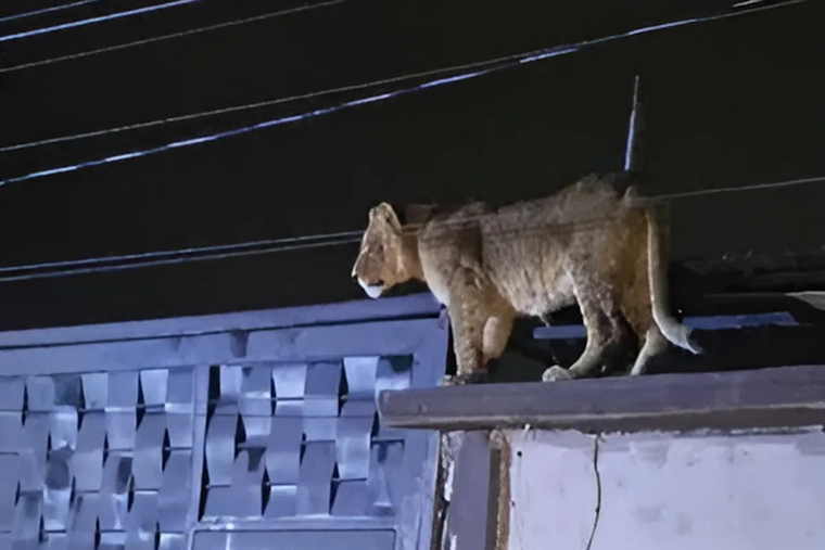 Lioness Roams Ciudad Juarez Neighborhood, Authorities Ensure Safe Capture