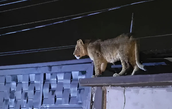 Lioness Roams Ciudad Juarez Neighborhood, Authorities Ensure Safe Capture