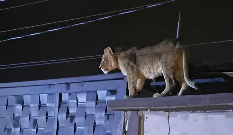 Lioness Roams Ciudad Juarez Neighborhood, Authorities Ensure Safe Capture
