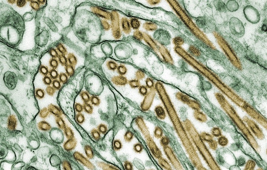 Los Angeles on High Alert as H5 Avian Flu Detected in Wastewater, Human Risk Remains Low