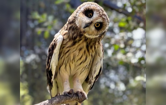 Makamae the Pueo Elected 'Mayor' of Honolulu Zoo in Engaging Conservation Campaign